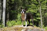 BOSTON TERRIER 246